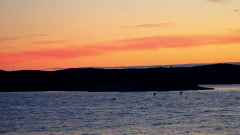 Two herons fly over the sea surface at sunset. Stock Footage 219029491