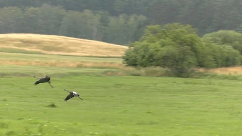Two herons. Meadow and forest in the background. Stock Footage 99646277