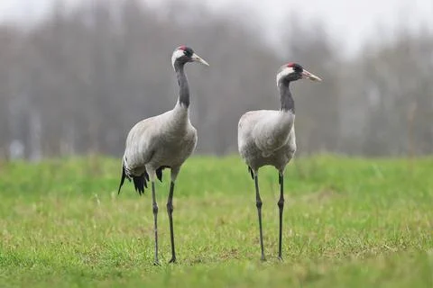 Two herons play in a clearing Stock Photos