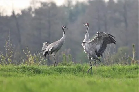 Two herons play in a clearing Stock Photos