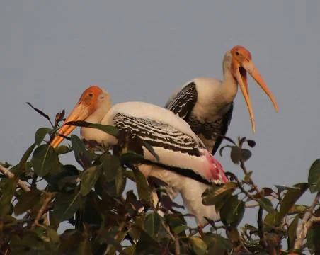 Two herons sitting on a tree branch Stock Photos