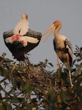 Two herons sitting on a tree branch Stock Photos