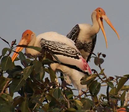 Two herons sitting on a tree branch Stock Photos