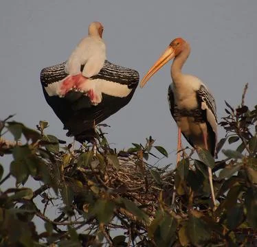 Two herons sitting on a tree branch Stock Photos