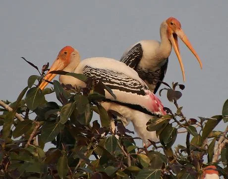 Two herons sitting on a tree branch Stock Photos
