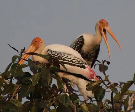 Two herons sitting on a tree branch Stock Photos