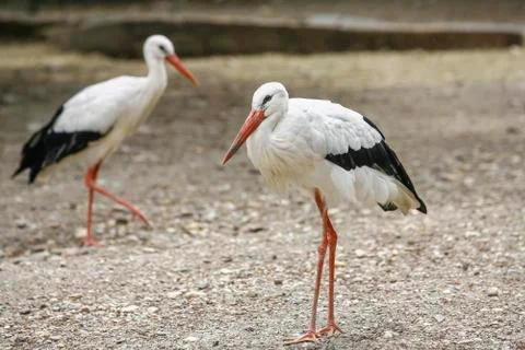 Two herons walking on the ground Stock Photos