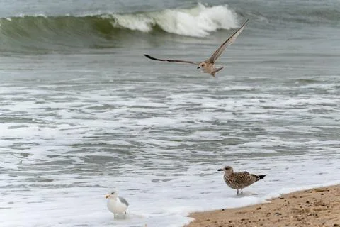 Two herring gulls on the beach, while another hovers in flight over the waves Stock Photos