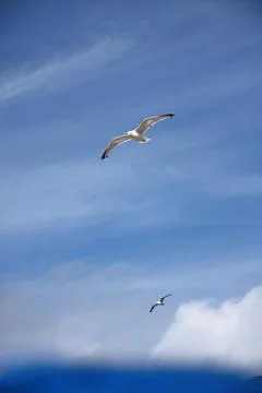 Two herring gulls flying high in blue summer sky at seaside Stock Photos