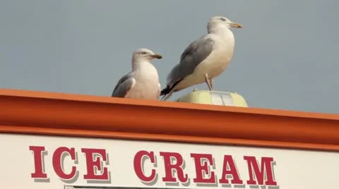 Two herring gulls or seagulls at seaside standing on top of ice cream van Vídeo Stock 12094616