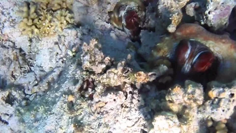  Two Hidden Reef Octopuses Watching from Coral Dens – Red Sea, Egypt Stock Footage 340251546