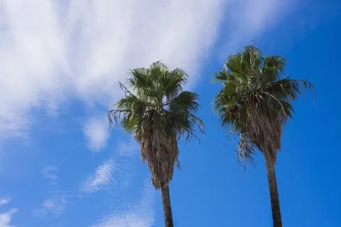 Two high palm Tree standing against beautiful clear blue sky Stock-Fotos