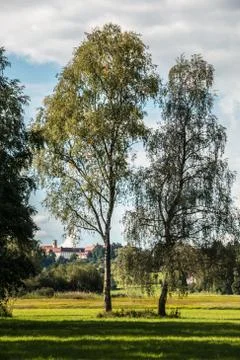Two high trees, green meadows and view toward the cloister Stock-Fotos