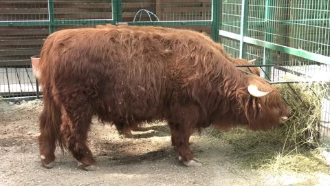 Two Highland cattle eating hay from the feeder, right side Stock Footage 276204564