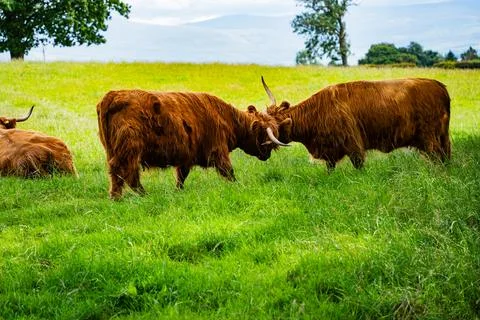 Two Highland cattle locking horns in a field Stock Photos