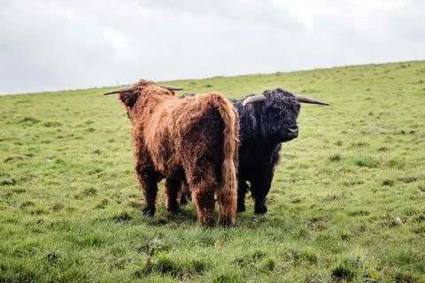 Two Highland Cattle Standing Back to Back in a Green Pasture Stock Photos
