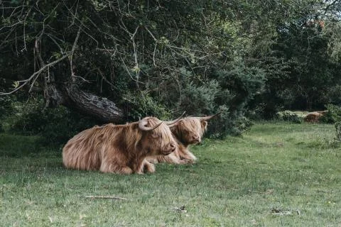 Two Highland Cattles under a tree inside The New Forest park in Dorset, UK. Stock-Fotos