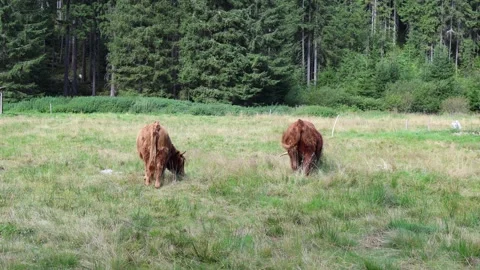 Two highland cows with long reddish fur graze peacefully on a green meadow surro Stock Footage 315940447
