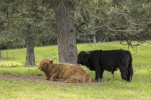 Two highland cows by a tree. Stock Photos