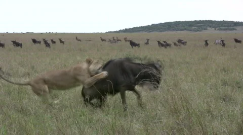 Two highly experienced female lions hunt down a wildebeest easily. Stock Footage