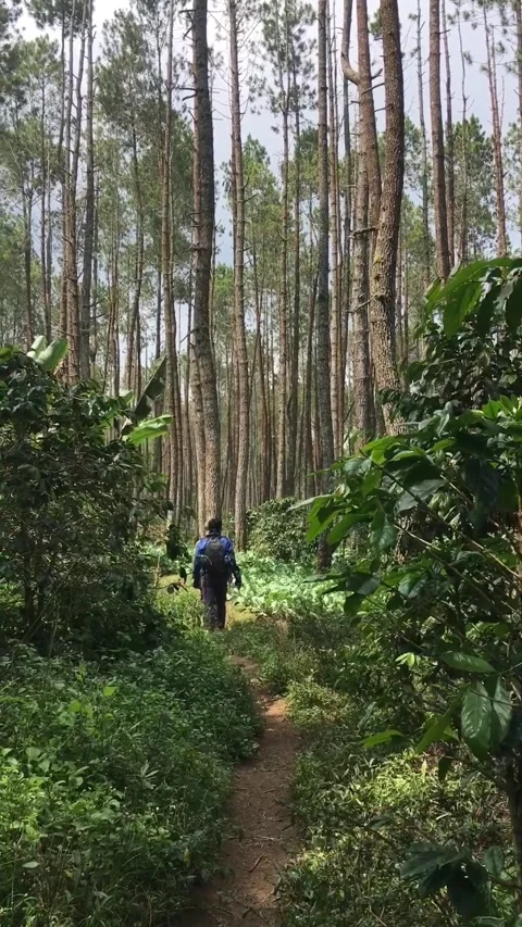 Two Hikers Entering a Pine Forest, Mount Ciharus, Garut, West Java, Indonesia. Видео 343560307