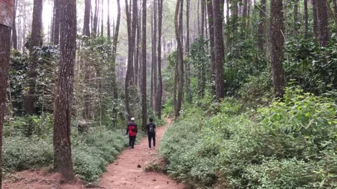Two Hikers Walking on a Dirt Path through a Tall Green Pine Forest Video stock 346342068