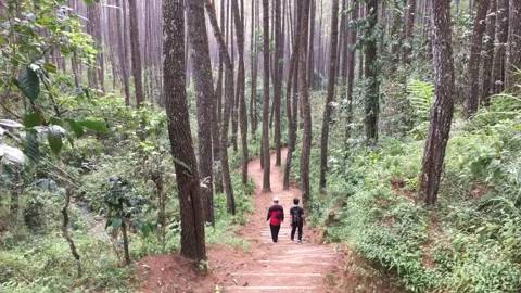 Two Hikers Walking Down a Terraced Dirt Path in a Green Pine Forest Stock Footage 346430702