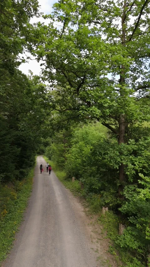 Two hikers walking on a forest road vertical Harz Germany Vídeo Stock 341282901