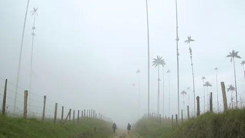 Two hikers walking in the mist, surrounded by palm trees, Cocora, Colombia Video stock 90232808