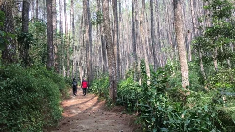 Two Hikers Walking Through a Dense Pine Forest Trail Stock-Footage 346116797