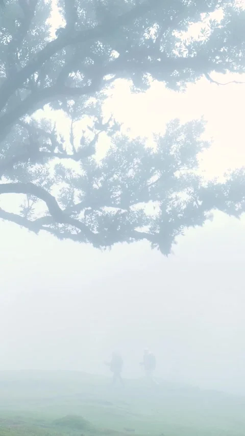 Two hikers walking through fanal forest on a mystical foggy day Video stock 334438422