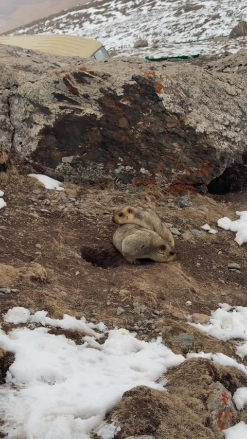 Two himalayan marmots resting near their burrow in a snowy mountain landscape Stockbeeldmateriaal 334635249