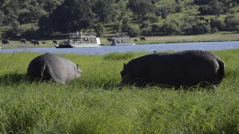 Two Hippopotamus in Botswana Vídeo Stock 91669477