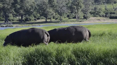 Two Hippopotamus in Botswana Video stock 91669483