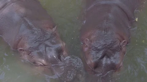 Two Hippopotamuses Feeding and Interacting in Zoo Pond 4K Video stock 335587579