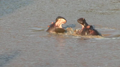 Two hippopotamuses playing together Stock Footage 54807841