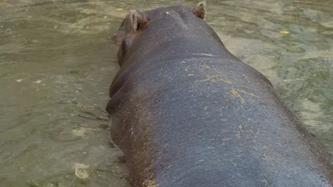 Two hippopotamuses resting partially submerged in shallow water inside a zoo Stock Footage 325790898