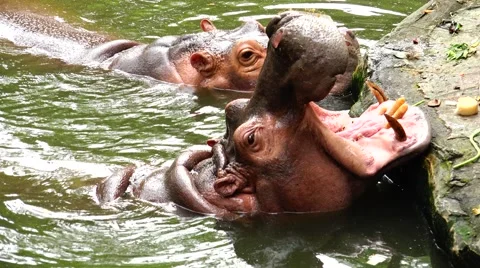 Two hippos are asked to eat. Stockbeeldmateriaal 63045214