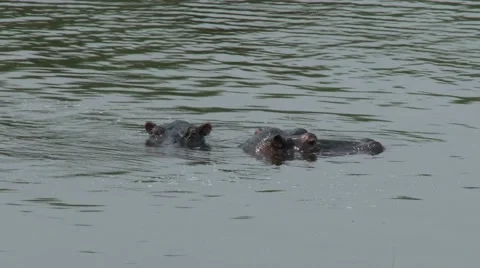 Two Hippos breathing in the rivers of Akagera national park. Stock Footage 47849802