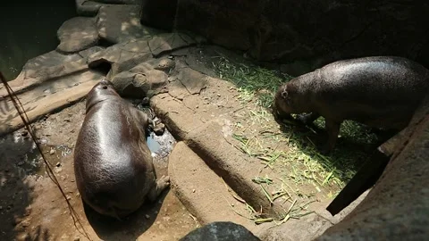 Two hippos in a cage Stockbeeldmateriaal 237753504