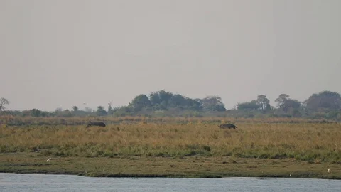 Two hippos chasing each other on land running through grass along Chobe Botswana Stock Footage 107283793