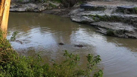 Two hippos dive into the river at sunset in the savannah Stock Footage 100674847