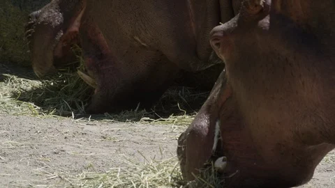 Two hippos eating slow motion Stock Footage 109507524