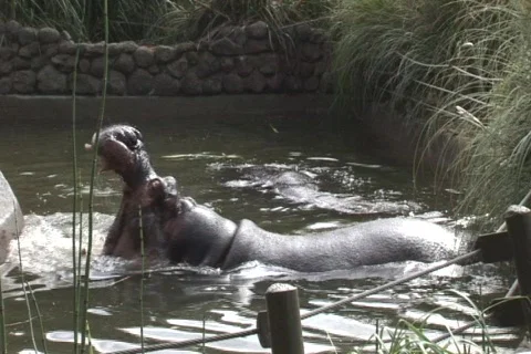 Two hippos in an exhibit, one displays be splashing in water Stock-Footage 548620