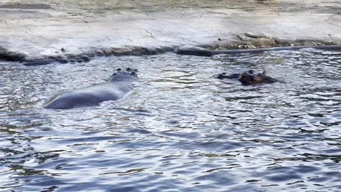 Two hippos face to face in the water. 4K Stock video clip.  Stock Footage 218152884