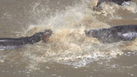 Two hippos fight briefly but another one comes to stop the fight 스톡 동영상 172529448