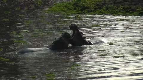 Two hippos fighting Stock Footage 54666045