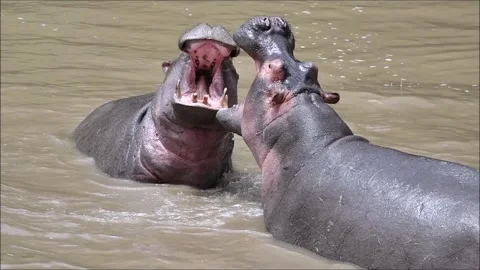 Two hippos fighting in river water Stock Footage 281717257