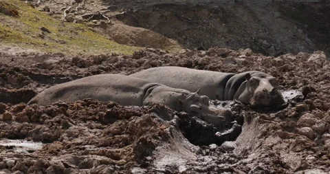 Two hippos lying motionless in a puddle of mud slow motion 120 fps Stock Footage 251727353