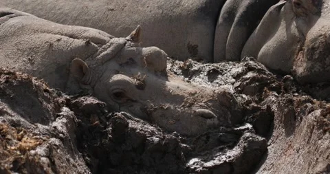 Two hippos lying motionless in a puddle of mud slow motion 120 fps close up Stock Footage 251727421
